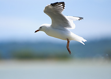  Seagull by the Mangere Bridge